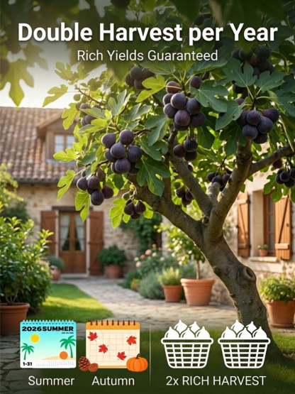 soft, sweet and  aromatic ，survival rate >99%  ，Bearing fruit in just two months! 