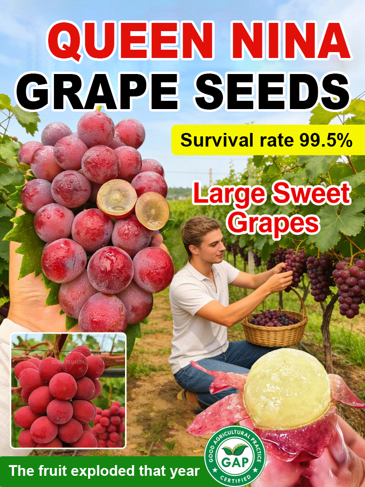 🍇Ready to bear fruit the same year! A disease-resistant European-American hybrid. Delicious and healthy, sweet and delicious.