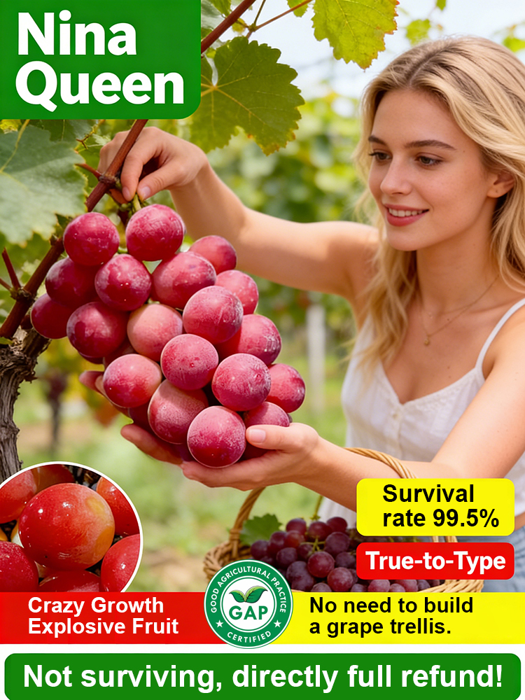 🍇Ready to bear fruit the same year! A disease-resistant European-American hybrid. Delicious and healthy, sweet and delicious.