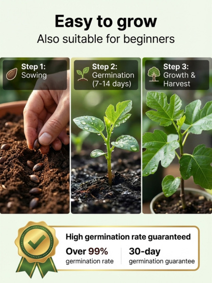 soft, sweet and  aromatic ，survival rate >99%  ，Bearing fruit in just two months! 