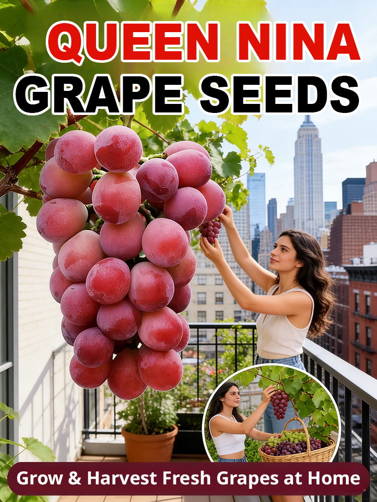 🍇Ready to bear fruit the same year! A disease-resistant European-American hybrid. Delicious and healthy, sweet and delicious.