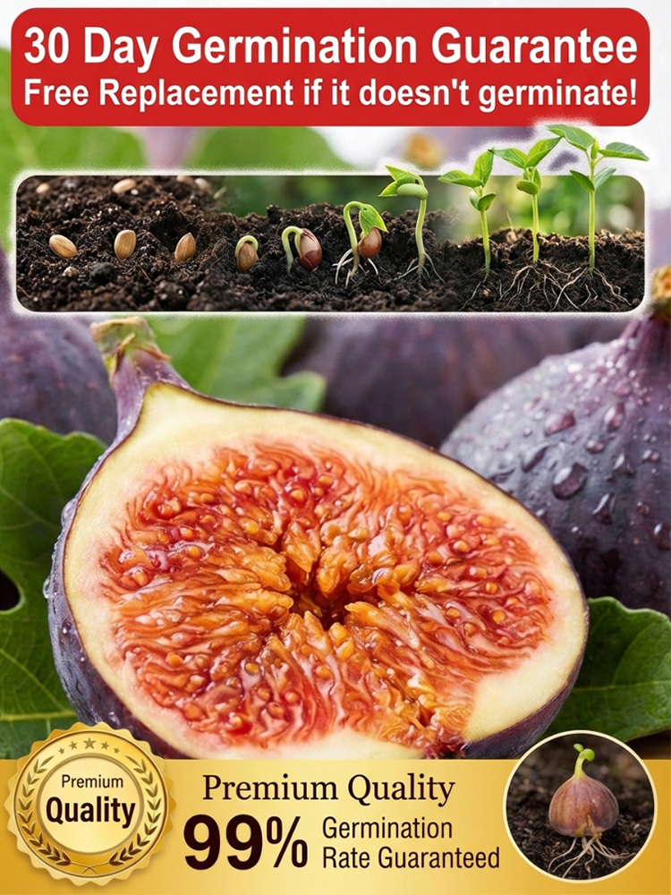 soft, sweet and  aromatic ，survival rate >99%  ，Bearing fruit in just two months! 