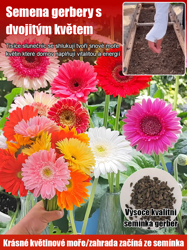Semena gerbery s dvojitými květy