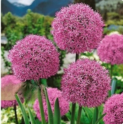 Česneková cibule pro celoroční květiny – Snadné pěstování, každý rok kvete