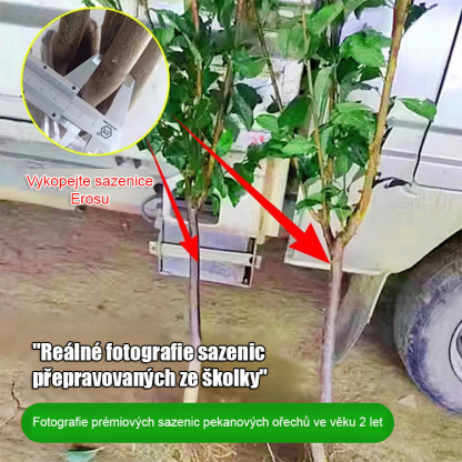 Americké importované sazenice pekanových ořechů