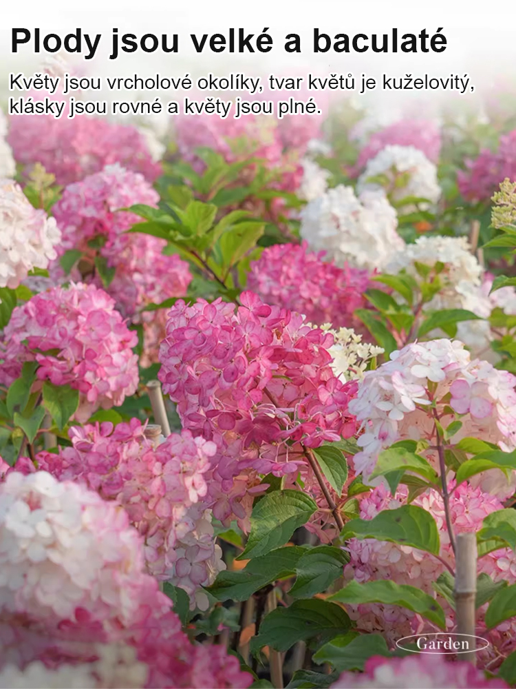 Hortenzie s jahodovými květy, čtyři roční období