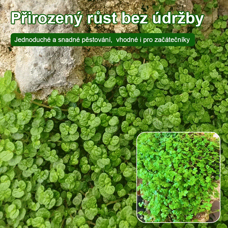 【Ultra rychlý růst】Celoroční absorpční kamenná bonsajová umělá horská travní semena