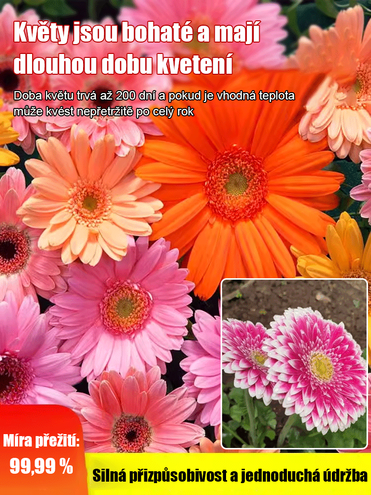 Semena gerbery s dvojitými květy