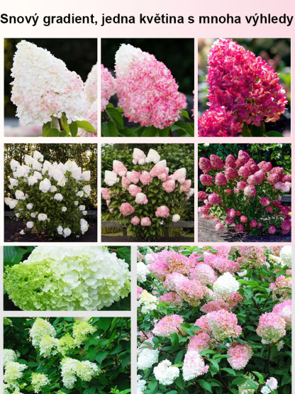 Hortenzie s jahodovými květy, čtyři roční období