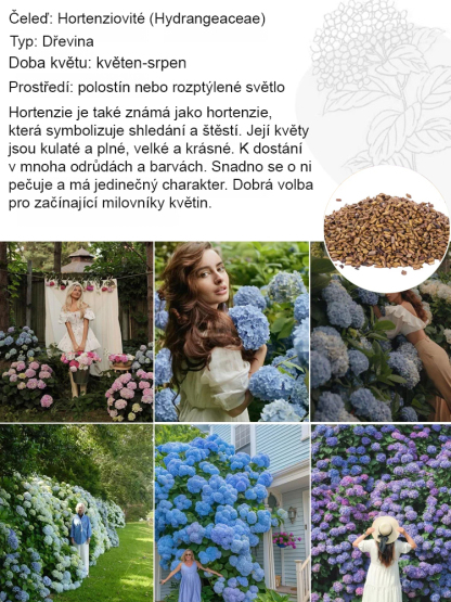 Hortenzie s jahodovými květy, čtyři roční období