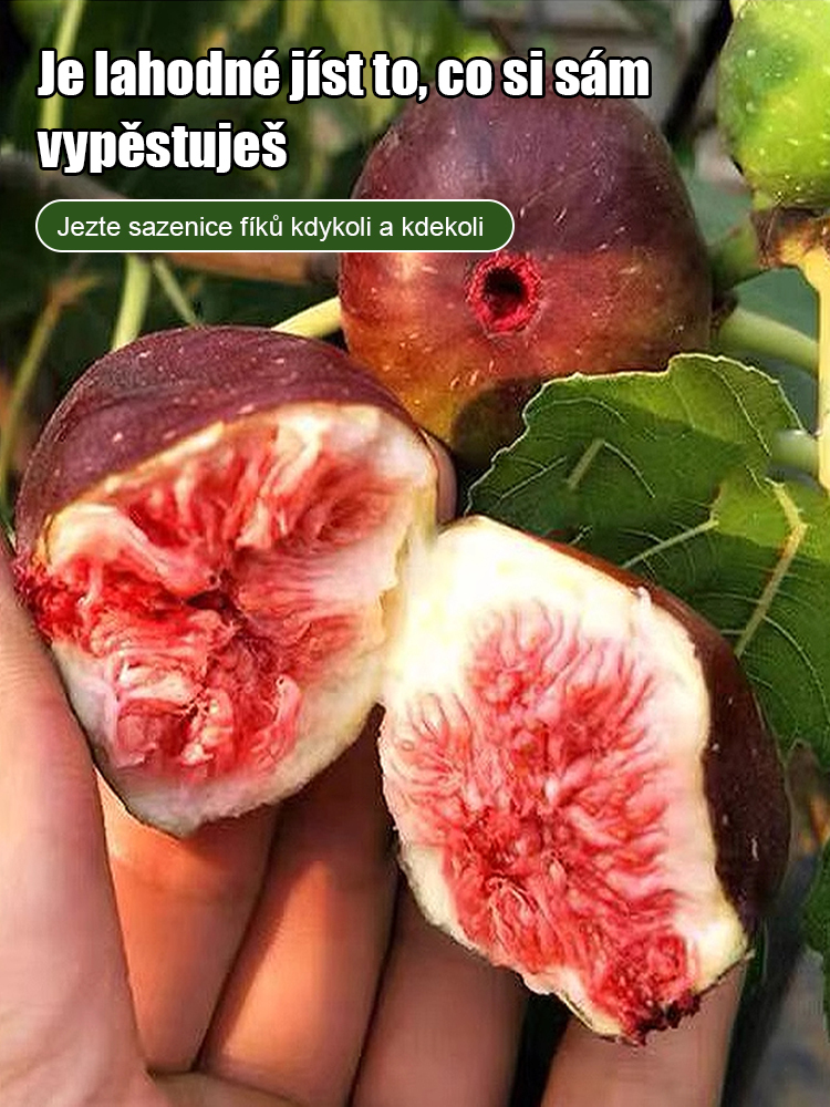 Čtyři roční období pěstování sazenic fíků odrůdy Da Boge Hong.