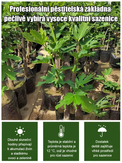 Čtyři roční období pěstování sazenic fíků odrůdy Da Boge Hong.