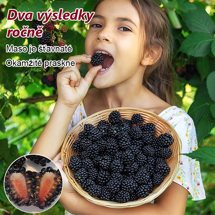 Čtyři roční období zasetí semen ovoce černé maliny