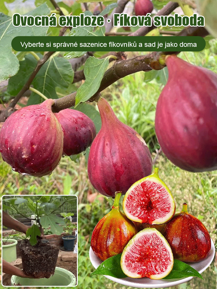 Čtyři roční období pěstování sazenic fíků odrůdy Da Boge Hong.
