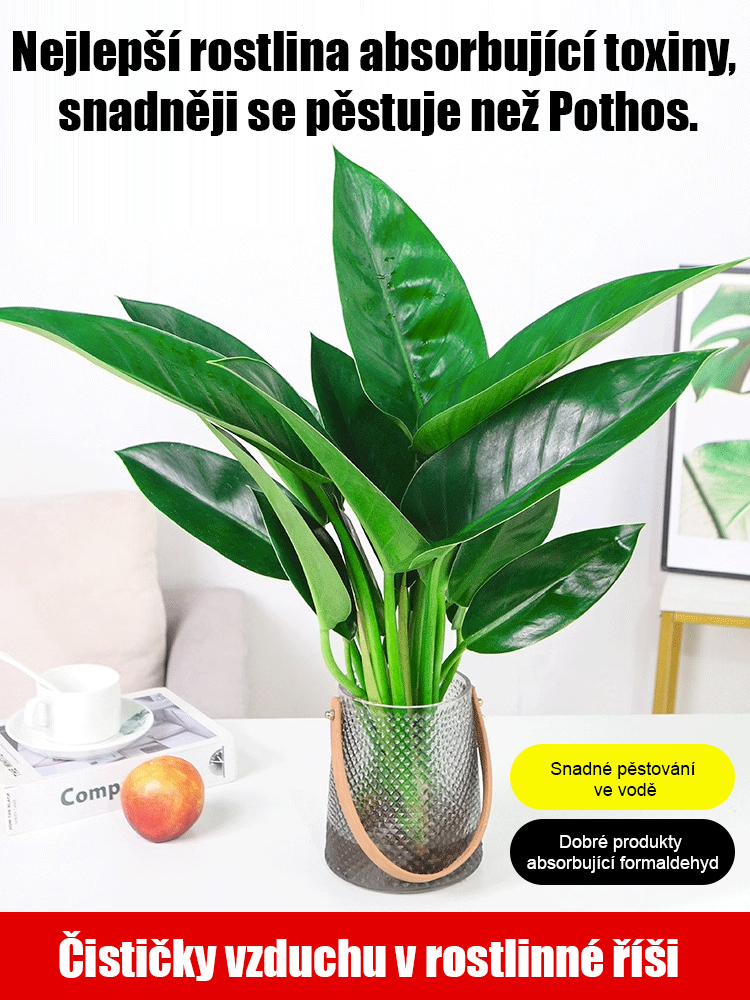 Objednejte podle množství objednávek.