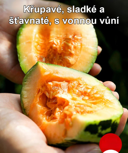 Semena kamenného cukru, semena melounu