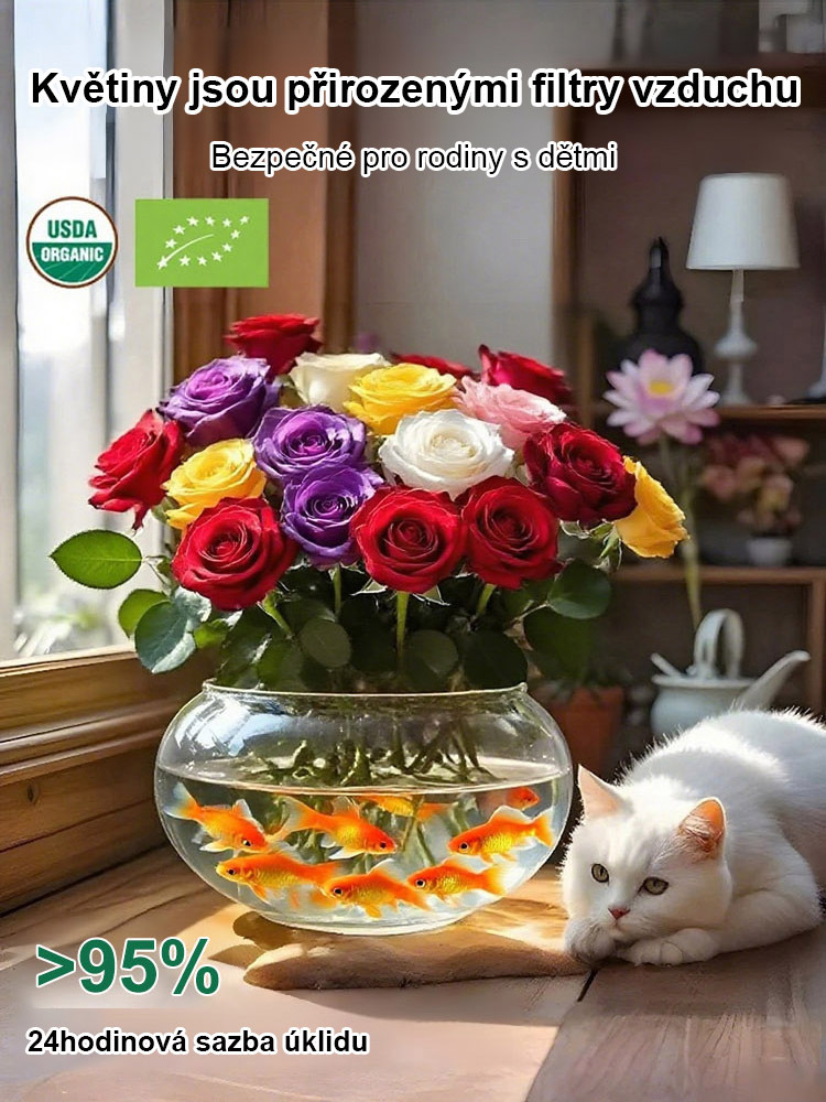 【300 dní kvetení】Silně vonící růže pro hydroponické pěstování