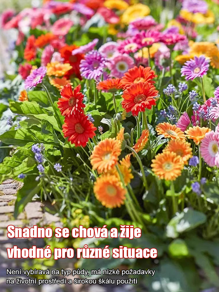 Semena gerbery s dvojitými květy