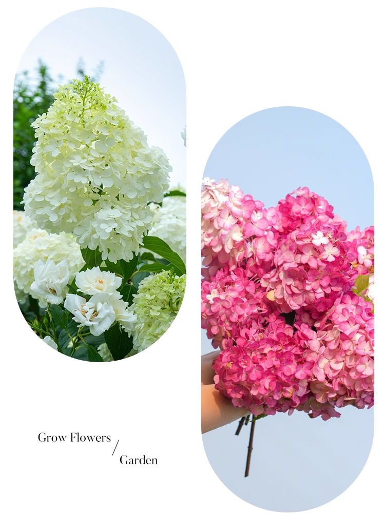 Hortenzie s jahodovými květy, čtyři roční období