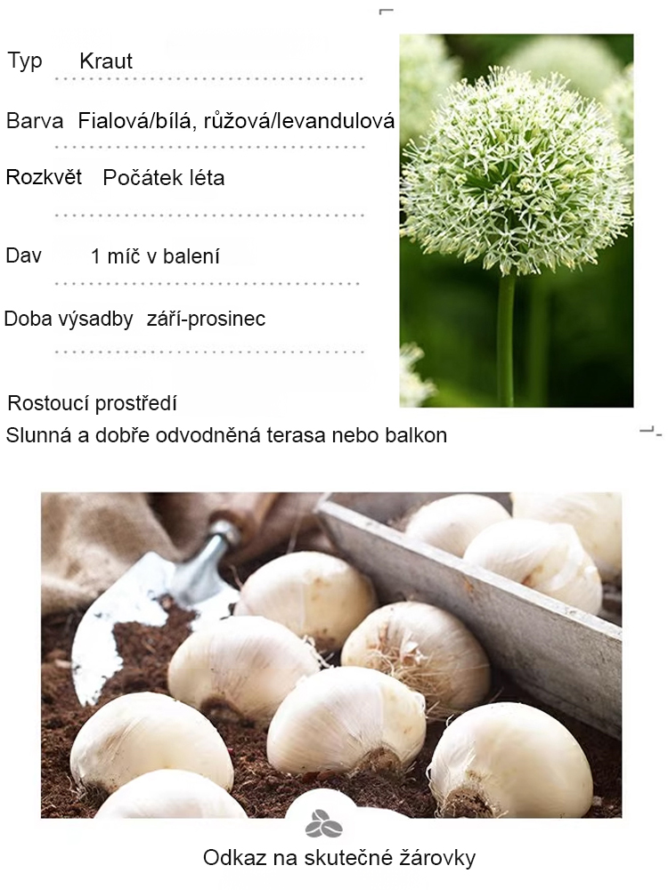 Česneková cibule pro celoroční květiny – Snadné pěstování, každý rok kvete