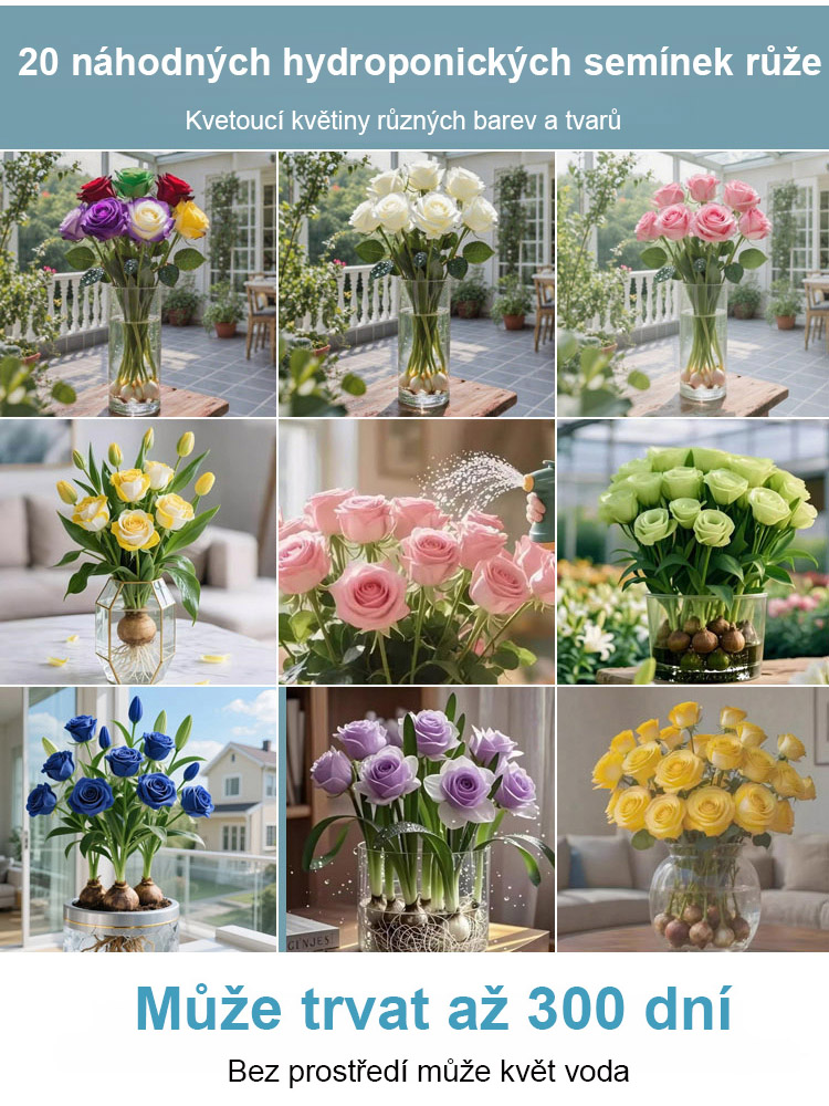 【300 dní kvetení】Silně vonící růže pro hydroponické pěstování