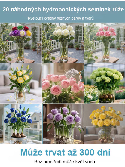 【300 dní kvetení】Silně vonící růže pro hydroponické pěstování