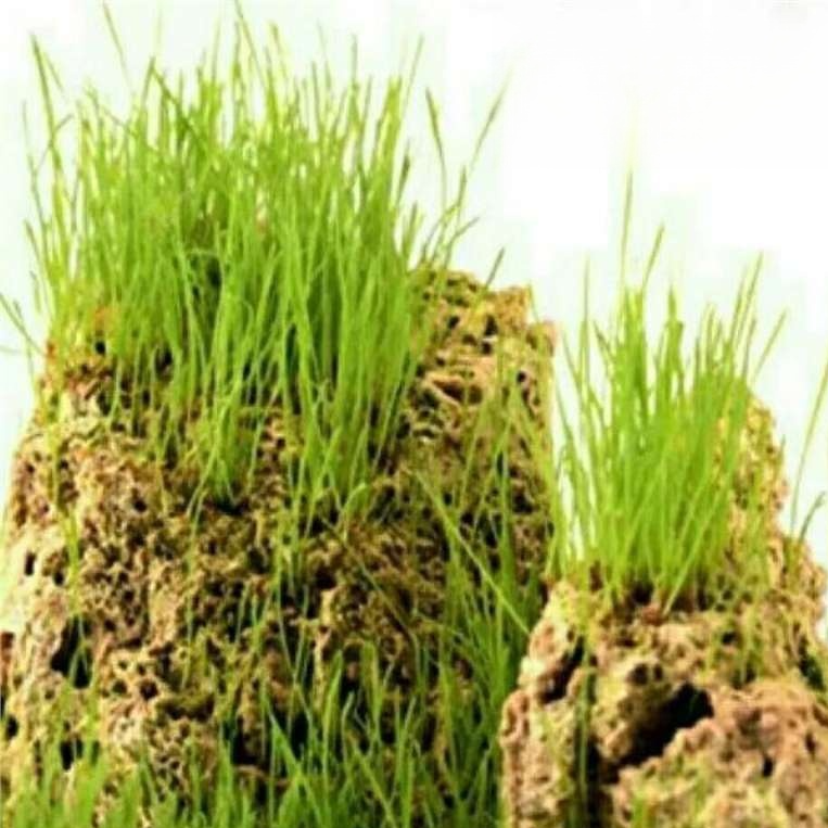 【Ultra rychlý růst】Celoroční absorpční kamenná bonsajová umělá horská travní semena