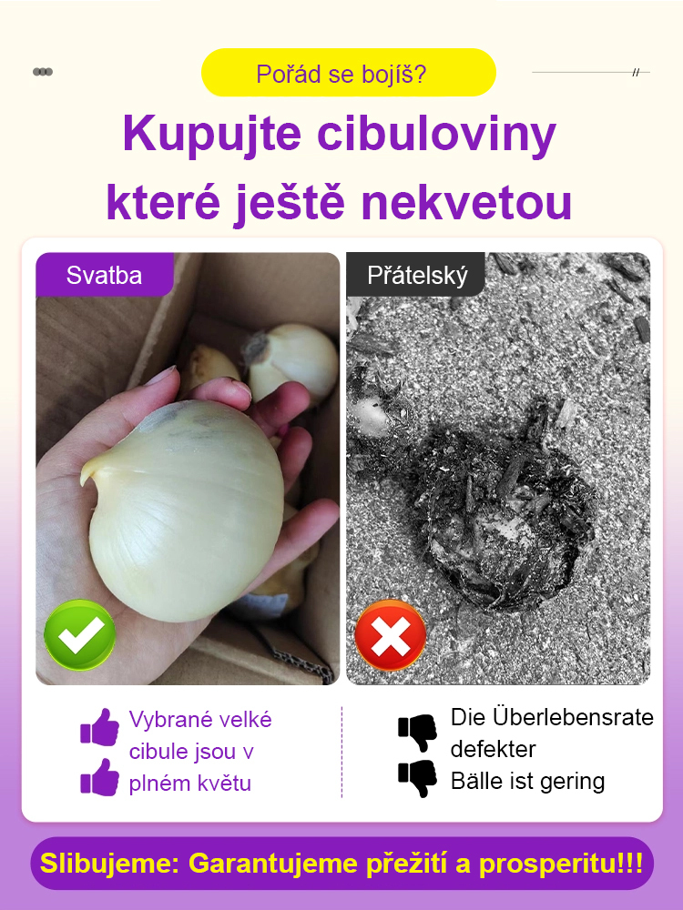Česneková cibule pro celoroční květiny – Snadné pěstování, každý rok kvete