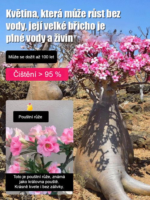 Zalévání vydrží 100 let pouštní růže cibulové květiny.