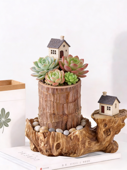 【Voda znamená život】Čtyřsezónní kvetoucí hydroponie brazilského šťastného dřeva