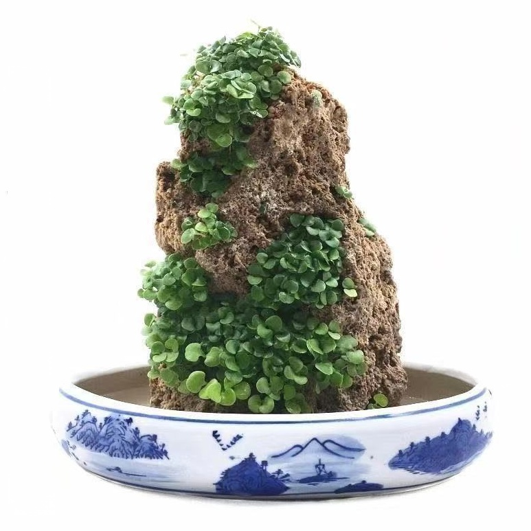 【Ultra rychlý růst】Celoroční absorpční kamenná bonsajová umělá horská travní semena