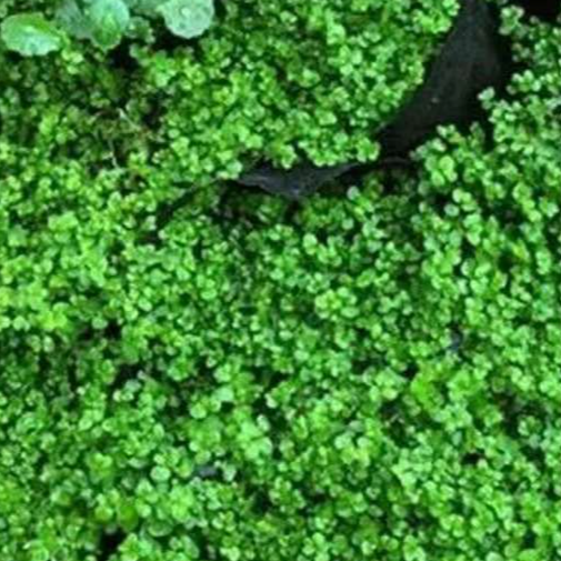 【Ultra rychlý růst】Celoroční absorpční kamenná bonsajová umělá horská travní semena