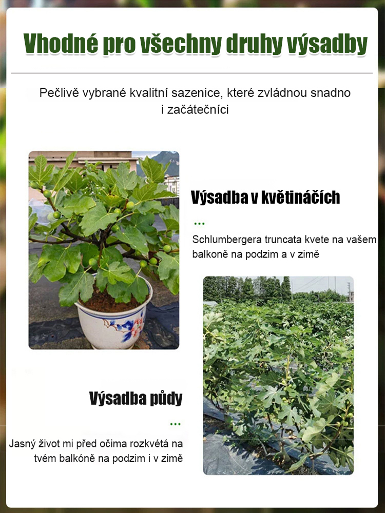 Čtyři roční období pěstování sazenic fíků odrůdy Da Boge Hong.