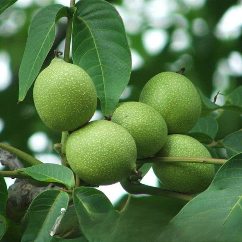 Americké importované sazenice pekanových ořechů