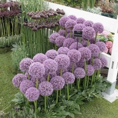 Česneková cibule pro celoroční květiny – Snadné pěstování, každý rok kvete