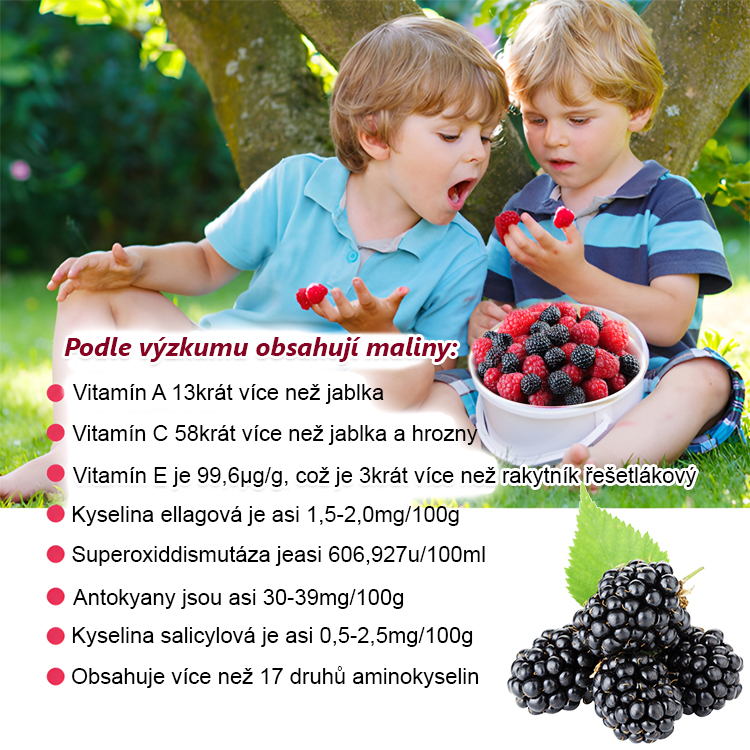 Čtyři roční období zasetí semen ovoce černé maliny