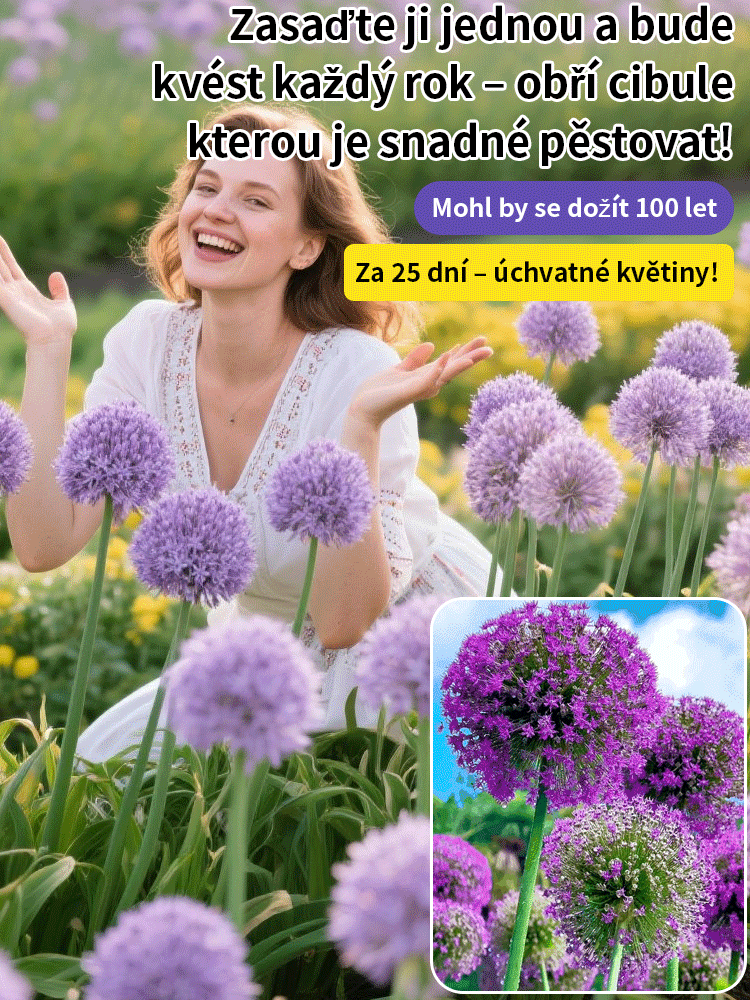Česneková cibule pro celoroční květiny – Snadné pěstování, každý rok kvete