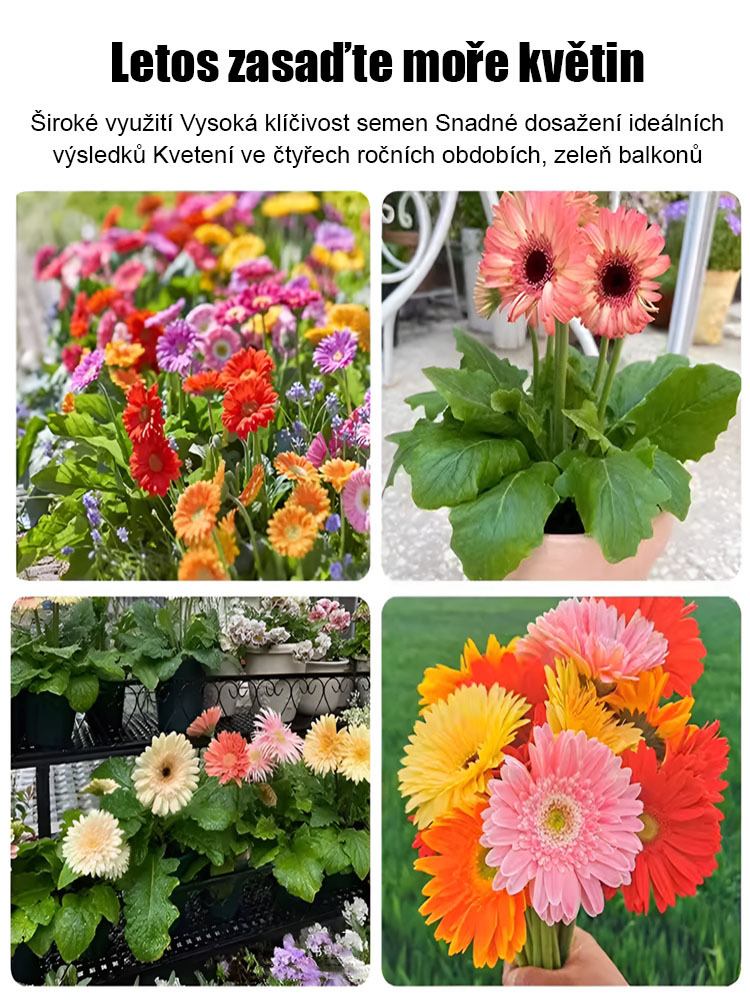 Semena gerbery s dvojitými květy