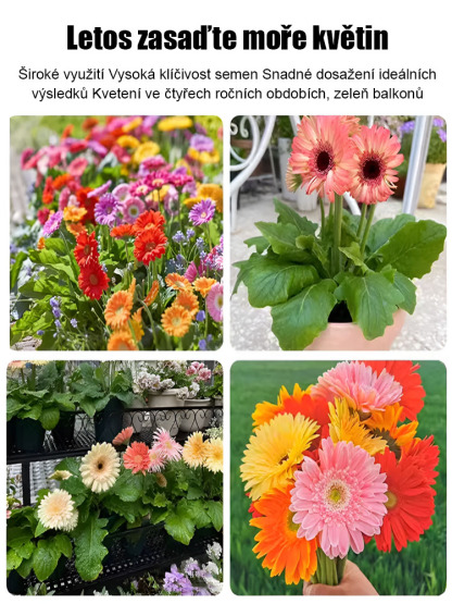 Semena gerbery s dvojitými květy