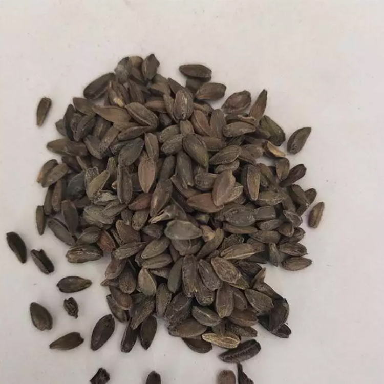 Semena gerbery s dvojitými květy