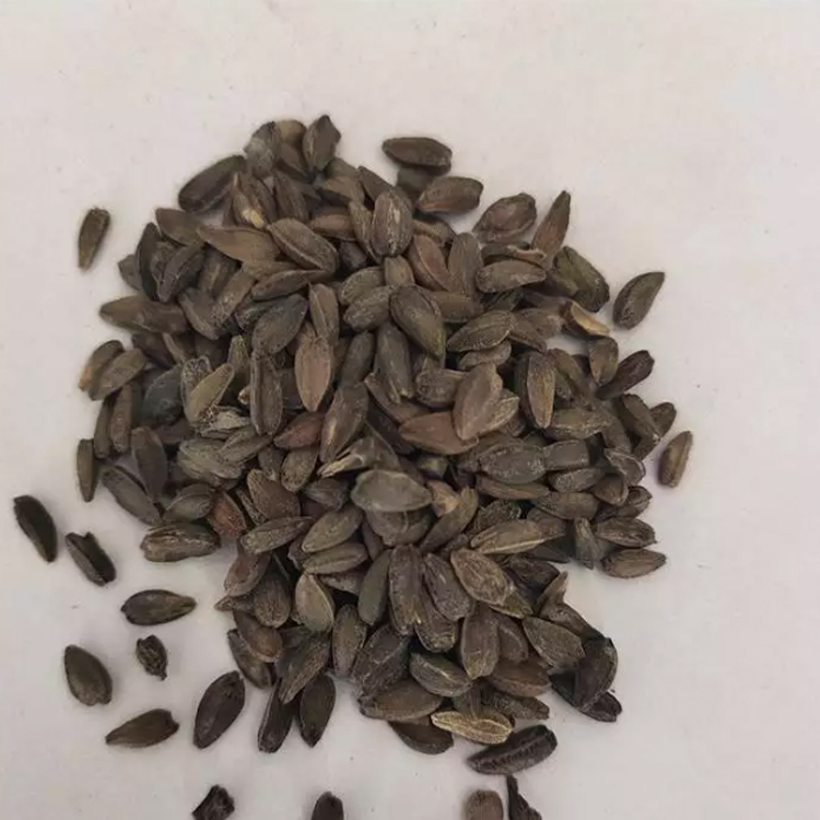 Semena gerbery s dvojitými květy