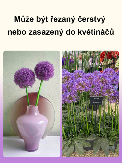 Česneková cibule pro celoroční květiny – Snadné pěstování, každý rok kvete