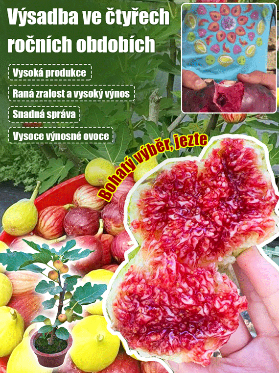 Čtyři roční období pěstování sazenic fíků odrůdy Da Boge Hong.