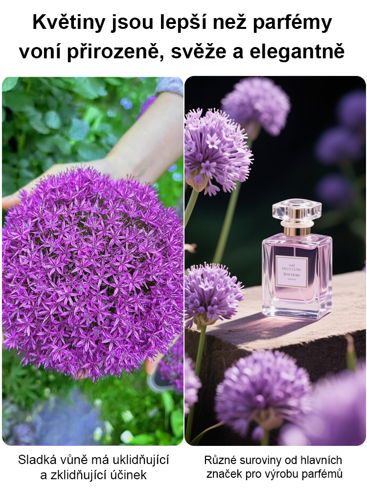 Česneková cibule pro celoroční květiny – Snadné pěstování, každý rok kvete