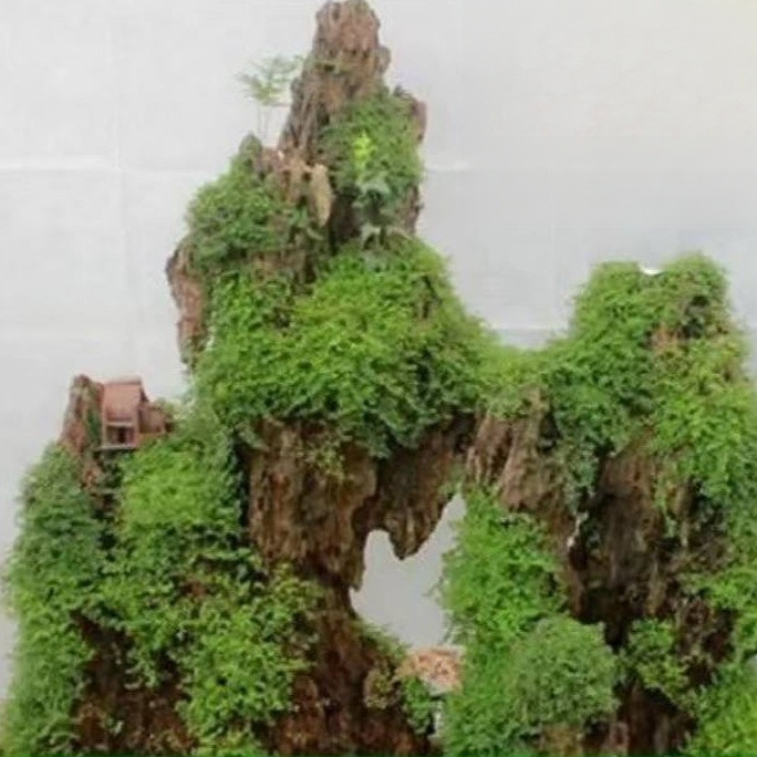 【Ultra rychlý růst】Celoroční absorpční kamenná bonsajová umělá horská travní semena