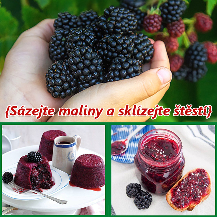 Čtyři roční období zasetí semen ovoce černé maliny