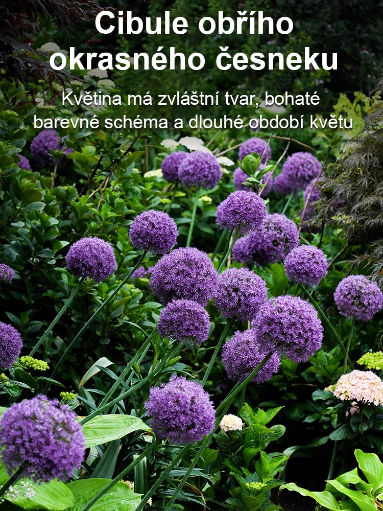 Česneková cibule pro celoroční květiny – Snadné pěstování, každý rok kvete