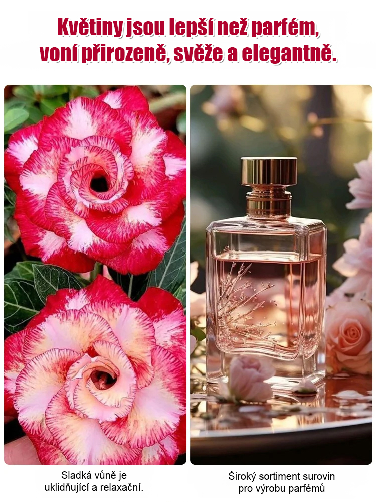 Zalévání vydrží 100 let pouštní růže cibulové květiny.