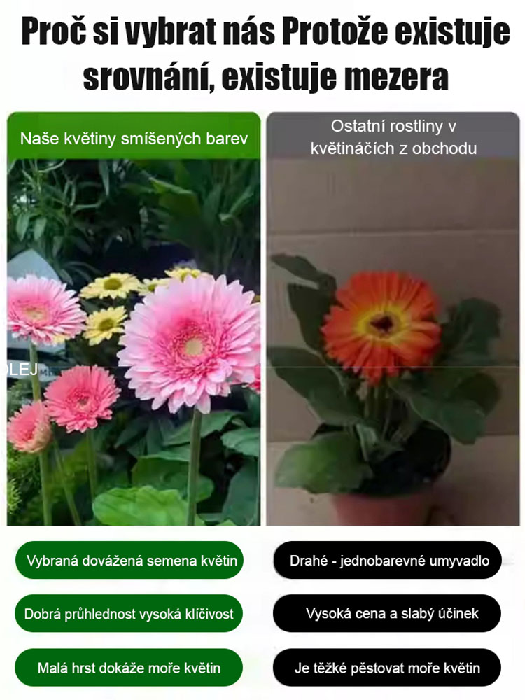 Semena gerbery s dvojitými květy