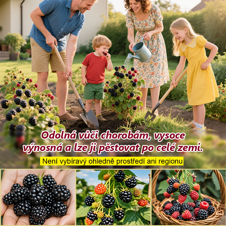 Čtyři roční období zasetí semen ovoce černé maliny
